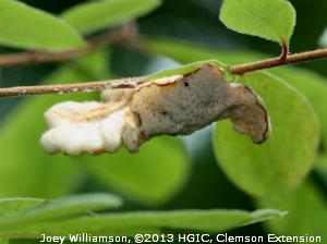Bradford pear (an ornamental pear) is fairly resistant to fire blight.