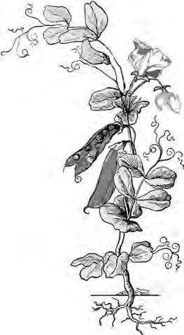 10 Examiner 6. The farmer plants on his land. These plants are used to feed us or to feed his animals. Such plants are known as crops. This is a Pea plant. (i)........................................................ (ii).