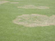 Fire Blight LAREGPATCH ONZOYSIA relatively cool