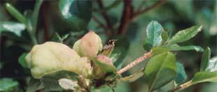 fungicides only prevent Affects apple, pear,