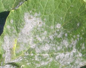 A powdery mildew beginning with white spots Humid, overcast weather,