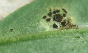 Gerbera 'rust' on the underside of a leaf.