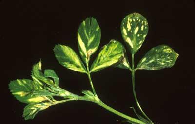 Viral diseases Some plant viruses don't cause much damage, but most