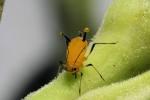 Aphids may be knocked off plants with a stream of