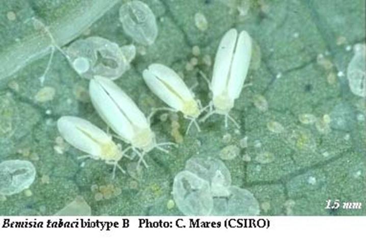 Whiteflies Whiteflies are tiny, snow-white insect