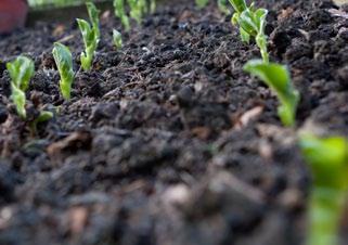 using your COMPOST When your compost is done, it s time to put it to work! Not only is it a great fertilizer, compost may also help suppress soil-borne diseases that can harm your plants.