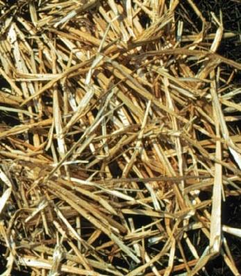Dried garden debris Hay / straw