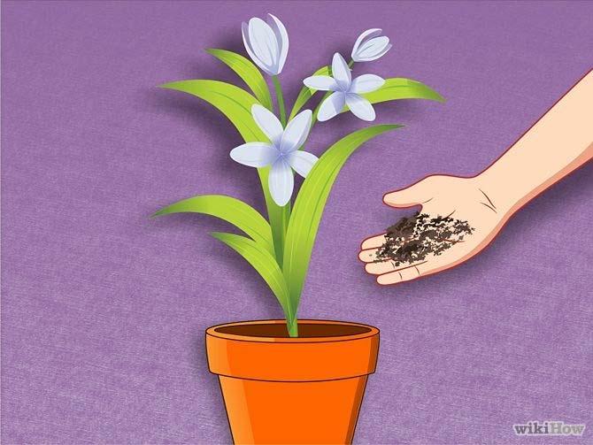 Compost Use #3 Nourish Established Houseplants If your potted plants (or flowers, herbs,