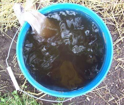 Compost Use #6 Make Compost Tea A great nutritional drink to give your plants.