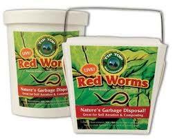 Step #1: Buy Worms (Red Wigglers) Buy local red worms at your fishing