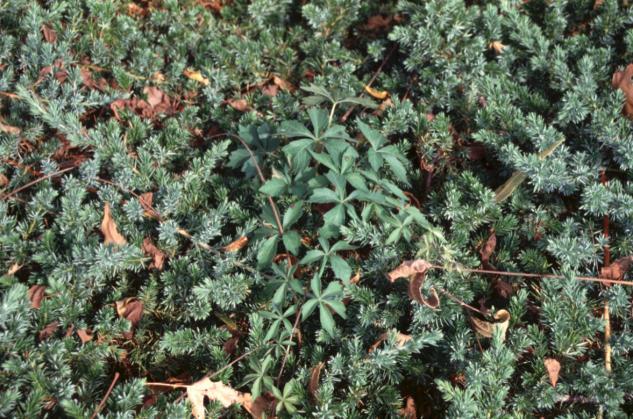 Woody Ground Covers: Weed Control Options Control of emerged broad leaf weeds limited to physical removal Woody Ground Covers: Several control options except use of non-selective herbicides - Control