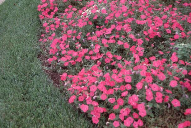 Annual Flower Beds: Weed Control Options Pre-plant control of perennial broadleaf weeds critical and perennial grasses beneficial Annual Flower Beds: Control options are very limited - Pre-plant