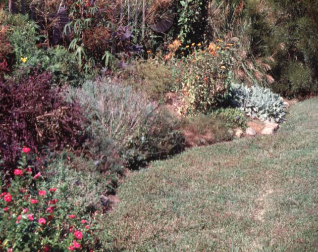 Mixed Plantings: Weed Control Options Mixed plantings: Control options limited or similar to annual flower beds - Control perennial weeds prior to establishment Most limited control options Control