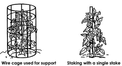 vidual tomato plant may be pruned to one or two main stems and tied to a stake, or it may be enclosed in a wire cage, which supports the plant and keeps it upright.