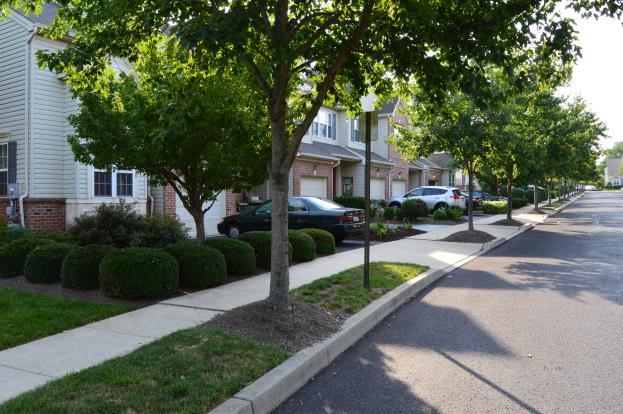 Require street trees Benefits of trees Cooling shade Stormwater control Wildlife habitat Traffic calming Improves property values