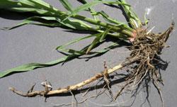 Seedlings can initiate rhizomes as early as 19 days following emergence. Plants can produce an extensive system of rhizomes in the top 10 inches of soil.