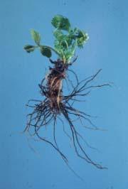 structural roots Declining plant vigour &