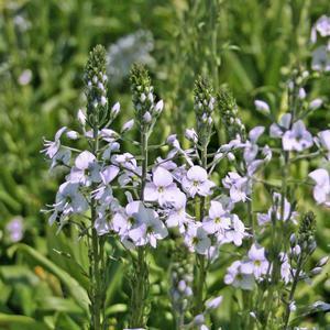 Speedwell Perennial / Sun to Light Shade / 3-4 Prefers moist well drained soil. Drought tolerant after established. Can tolerate clay soil.