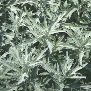 Wormwood Perennial Full Sun to Light Shade / 5-6 Likes dry well drained soil.