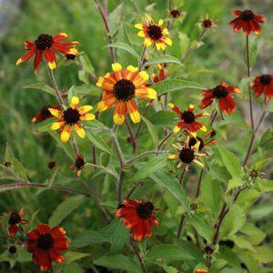 Black Eyed Susan Perennial /12 30 / Full Sun Likes full sun; drought resistant; dislikes soggy soil; tolerates clay. Blooms approximately June-Sept; Native to our area, deer resistant.