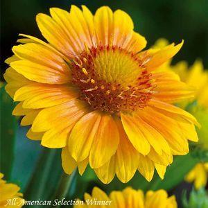 Blanket Flower Perennial / Full Sun / 10-12 Well-drained soil. Heat and drought tolerant after established. Can tolerate poor soils. Deer and rabbit resistant. Attracts butterflies.