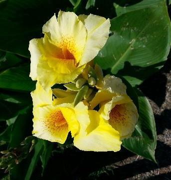 Canna, Yellow Perennial / 4 6 feet / Full Sun Not a true Lilly. Popular foliage landscape plant. Likes full sun and well-drained soil. Is drought tolerant after established.