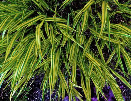 Hakone Grass Perennial / Partial Shade / 10-12 Needs evenly moist well-drained soil. Deer resistant. Grown for visual interest.