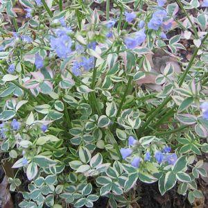 Jacobs Ladder Perennial / Light Shade to Shade / 15-18 Moist to well-drained soil. Thrives in heat.