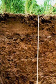 2) Chernozem These are soils which: tend to be the best for agriculture found in