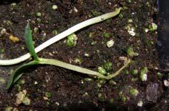 Use a soil with adequate drainage DO NOT over-water Germinate seeds at higher temperatures