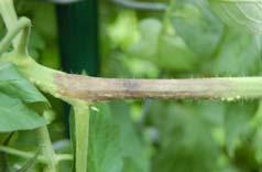 blight) Remove and destroy Infected plants, fruits, tubers