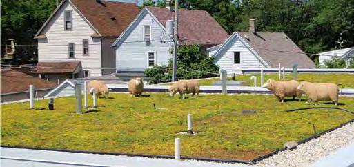 Private, public, and non-governmental institutions in the region can reap the benefits of installing green roofs because they capture stormwater, reduce heating and cooling costs, and extend the life