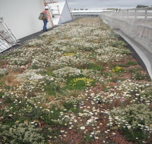 Ruislip green roof retrofit on a tube depot, London SuDS used Green roofs Benefits Enhancement of local biodiversity.