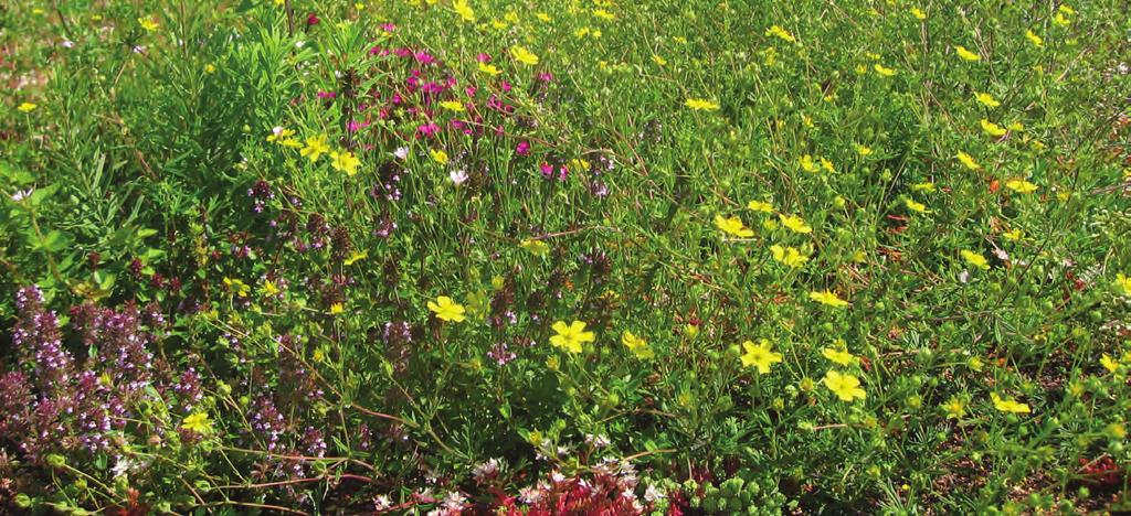 Green Roof Systems Blackdown Semi-Intensive Green Roof Blackdown semi-intensive green roofs provide the opportunity to increase the range of plant species used on the roof environment without having
