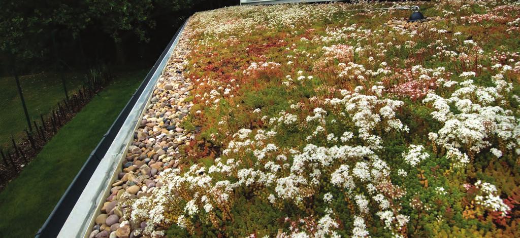 Green Roof Systems Blackdown Extensive Green Roof Blackdown extensive green roofs provide a lightweight, drought tolerant and low maintenance planting solution.
