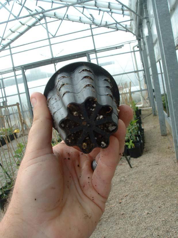 Benefits of Air Pruning Containers More fibrous root system Water and nutrients Transplant