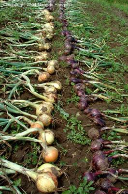 Postharvest Handling Procedures Curing must be started immediately after harvest The most effective and simple means of reducing water loss and decay during subsequent storage of onions, garlic,
