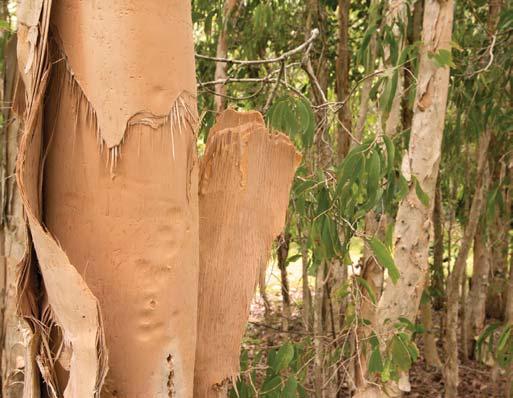 Plant, Soil and Water Relationships the organism through existing skin lesions. Hardwood bark from deciduous species is used extensively in many areas of the country as a container media amendment.