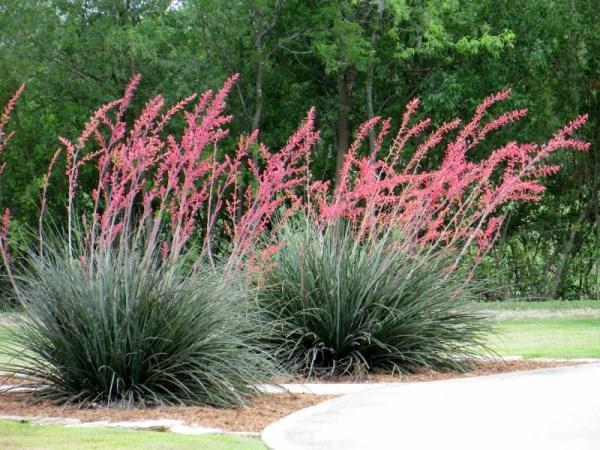 Planning and Design A beautiful xeriscape starts with a good design. The physical characteristics of the site should be considered and so should your needs and your aesthetic preferences.