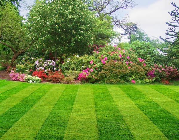 Lawns: Most lawns receive twice as much water as they require for a healthy appearance. The key to watering lawns is to apply the water infrequently, yet thoroughly.