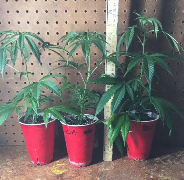 1 TEST PARAMETERS AND GOAL A side by side comparison of the growth of three cannabis plants was carried out to determine efficacy of three soil bearing plant containers.