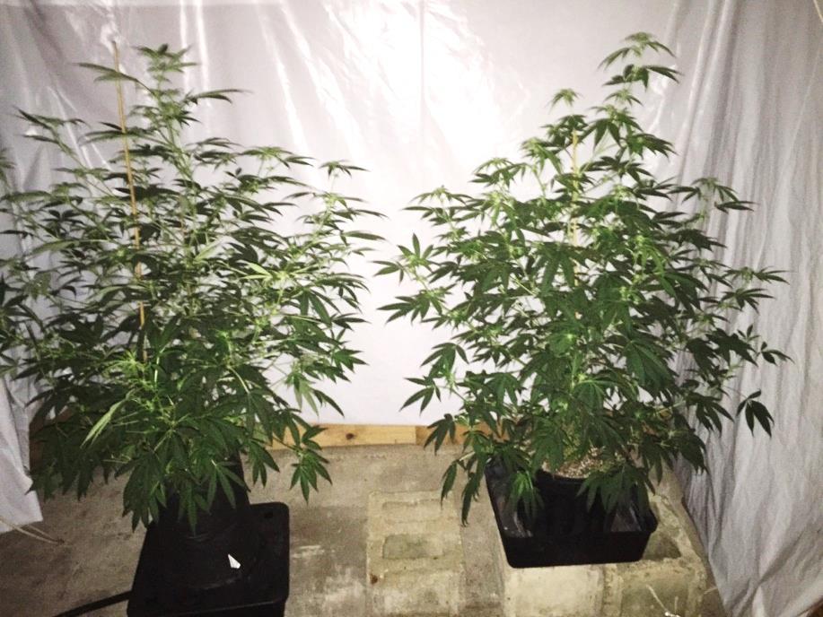 6 EARLY STAGE FLOWERING The cannabis plant in the Octopot Grow System showed the fasted rate of growth of