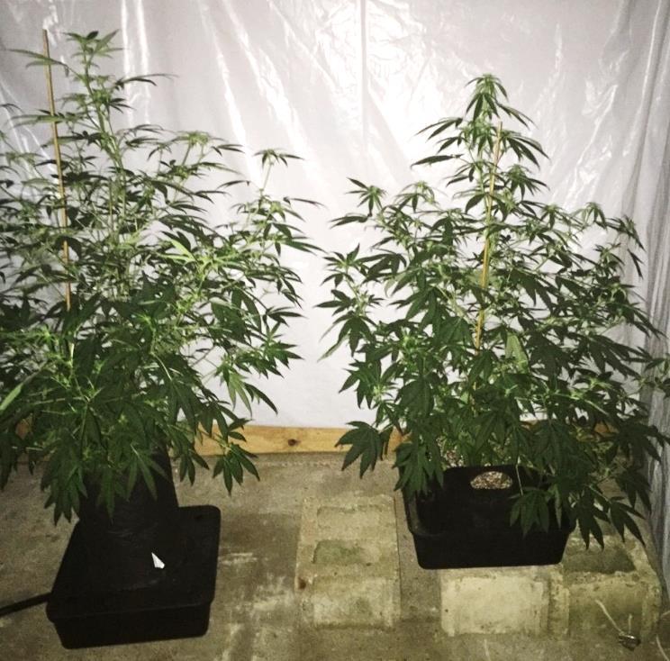 The cannabis plant in the plastic pot showed the second fastest growth rate during the beginning stage of