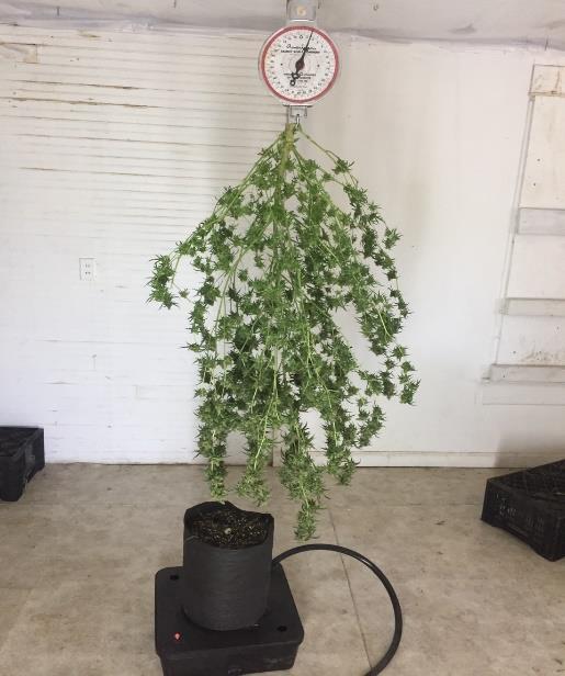 The plastic pot plant had a fresh harvest weight of approximately 1 ¾ pounds.