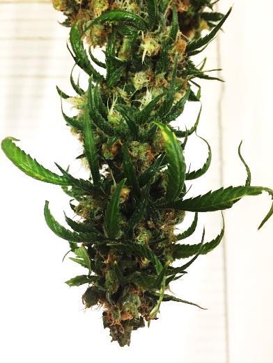 cannabis plants.