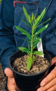 be potted up. A plant that is very root bound should not be potted up throw it out. Plants which have been re-potted at the right time and fed and watered well will grow into strong, healthy trees.