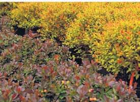 Start Small, But With Quality #1 Landscape Sized Shrubs 5 99