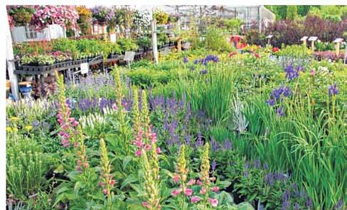 Enhance your canvas with a selection of perennials with