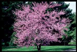 OR Snow Fountain Weeping Cherry White blooms in early spring. #15, reg. 149.