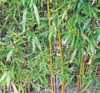 Fine Line Cutleaf Buckthorn Lacy fern-like foliage with a narrow columnar